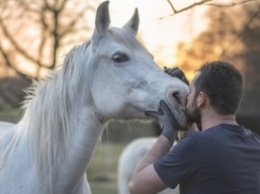 Ученые разрушили миф об особой связи человека и лошади - животные смотрят на нас иначе