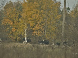 В Чернобыльском заповеднике показали одичалых после смерти хозяина коров, которые выжили в зоне отчуждения