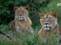 В Кении воины масаи стали на защиту львов (видео)