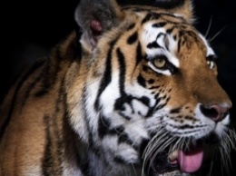 Фотограф случайно заснял тигра, находящегося на грани исчезновения - этот хищник почти черный (фото)