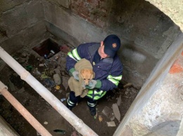 В поселке под Кривым Рогом сотрудники ГСЧС спасли щенка от гибели в канализационных нечистотах