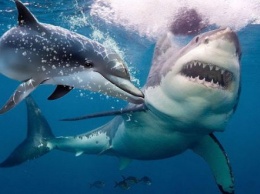 Стало известно, почему акулы так боятся дельфинов