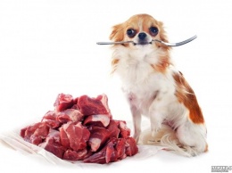 Можно ли домашним животным давать сырое мясо?