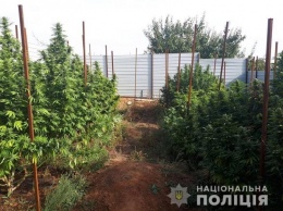 Полиция рассказала о борьбе с наркопреступностью в Мелитополе