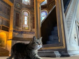 Умерла знаменитая зеленоглазая кошка Гли, прожившая 16 лет в соборе Святой Софии. Фото