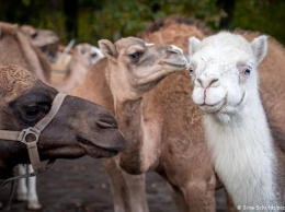 В Германии начинают производить верблюжье молоко (фото)