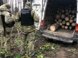 Пограничники задержали гражданина РФ за незаконную вырубку леса