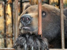 Двое медведей из реабилитационного центра едут «встречать старость» в Европу
