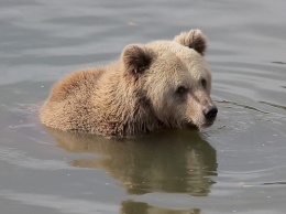 На Камчатке застрелили забравшихся на подводную лодку медведей