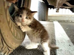 В Сартане котенка спасли из 10-метрового колодца