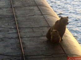 На базе российского Тихоокеанского флота застрелили медведицу с медвежонком