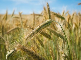 Украинские аграрии выступили резко против госрегулирования цен на зерно