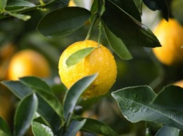 Обладает вредными качествами: врач раскрыла всю правду о лимонах