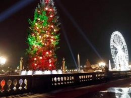 Во Франции рождественские елки включат в список товаров «первой необходимости»
