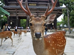 Отсутствие туристов изменило поведение оленей в японской Наре