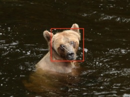В Канаде использовали технологию распознавания лица для отслеживания медведей гризли