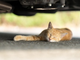 В Днепре спасают котенка, которого переехала машина: нужна помощь