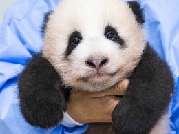 Первую панду, рожденную в Южной Корее, показали публике (Фото)