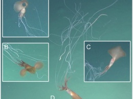 В глубинах океана сняли на видео огромное существо с 8-метровыми щупальцами