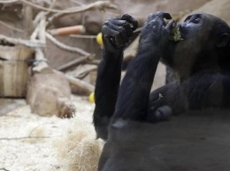 Пражский зоопарк вынужден собирать средства на прокорм животных (видео)