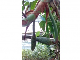 В Ботаническом саду ДНУ созревают «чудовищные» плоды