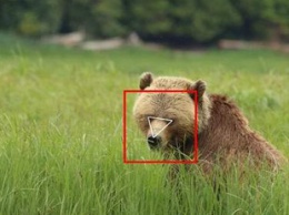 Технология распознавания лица дошла до животных: тестируют на медведях