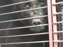 Медведи из Васильевского зоопарка добрались до Румынии