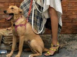 Бездомная собака из Запорожской области переехала в Нью-Йорк и стала моделью в Vogue