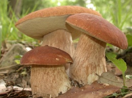 Как не отравиться дикорастущими грибами: советы ЦОС