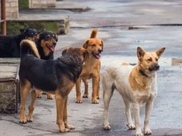 Как раз и навсегда решить извечную проблему бродячих собак в Мелитополе