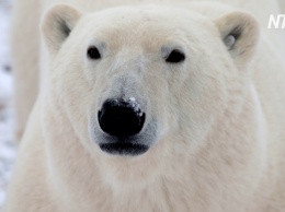 В Канаде голодных белых медведей будут выявлять с помощью радаров (видео)