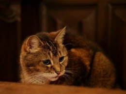 В лондонском соборе почтили кошку, которая встречалась с королевой Елизаветой