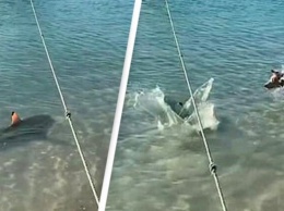 В Австралии сняли на видео бросок пса на акулу