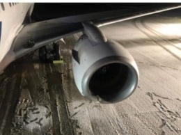 На Аляске самолет при посадке сбил медведя: появились подробности ЧП и фото 18+