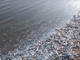 В Молочном лимане зафиксирована массовая гибель рыбы