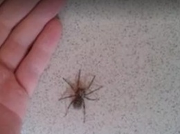 Можно ли убивать пауков в доме? Вот, что ответили ученые