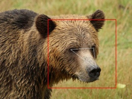 В Канаде создана система распознавания медведей по внешности