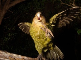 Еще птица, но почти курица. В Новой Зеландии спасают попугаев, которые разучились летать (ФОТО, ВИДЕО)