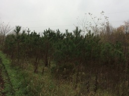 В Одесской области лесники уже начали продавать новогодние сосны и высаживают новые елочные плантации