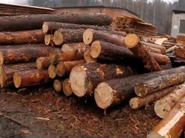 234,4 миллиона гривен за 10 месяцев: Госэкоинспекция посчитала ущерб от незаконной вырубки лесов