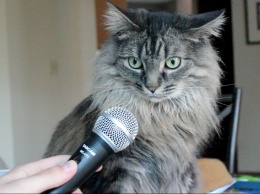 Бывший инженер Amazon создал приложение для перевода кошачьего мяуканья