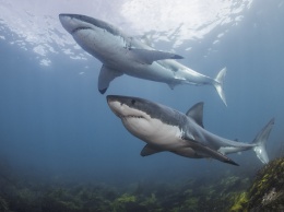 Ученые объяснили исчезновение акул-людоедов у побережья Кейптауна