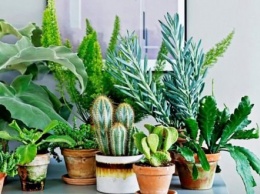 Дышать будет легче: комнатные растения, которые обязательно должны быть в доме