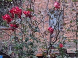 Мелитополь встречает зиму зеленью и цветами (фото)