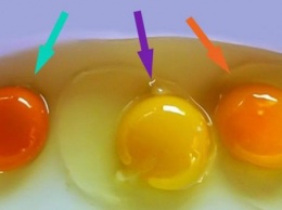 Угадайте, какое из этих яиц снесла здоровая курица