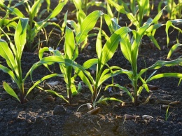 В Украине фиксируют самый низкий за 5 лет урожай кукурузы