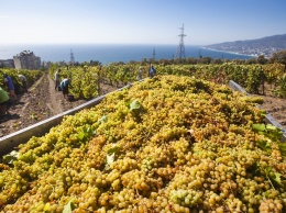 В Крыму собрали более 81 тысячи тонн винограда
