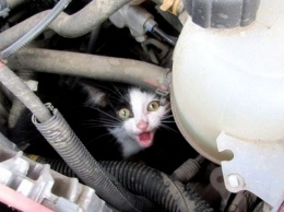 В Днепре коты прячутся под автомобилями, чтобы согреться: что делать