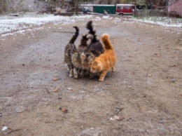 В Запорожье замечена "кошачья банда" (фото)