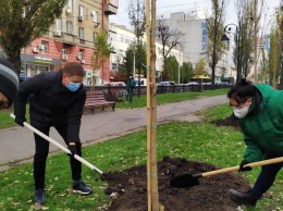 На бульваре Тараса Шевченко высадили безаллергические тополя